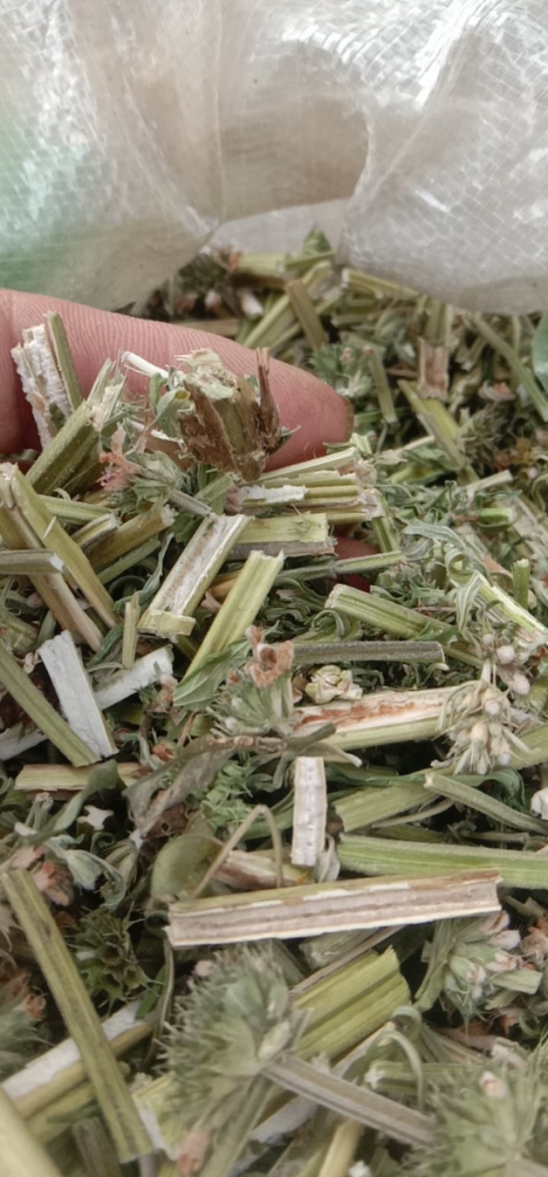 益母草，白花益母草！