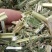 益母草，白花益母草！