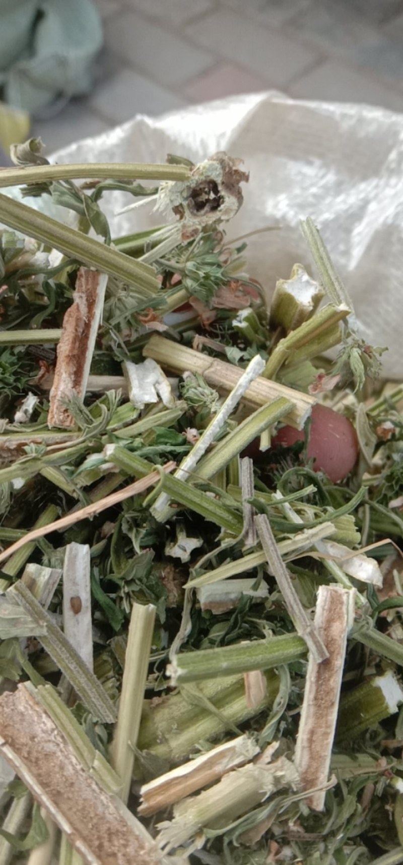 益母草，白花益母草！