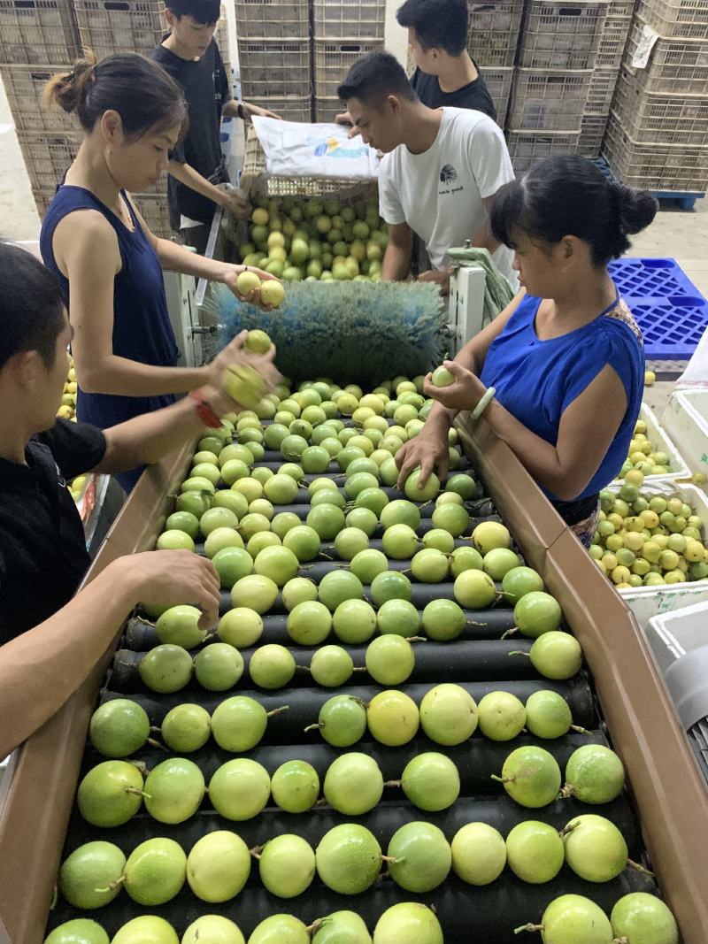 海南广西黄金百香果钦蜜9号黄金百香果，产地直发克选分级。