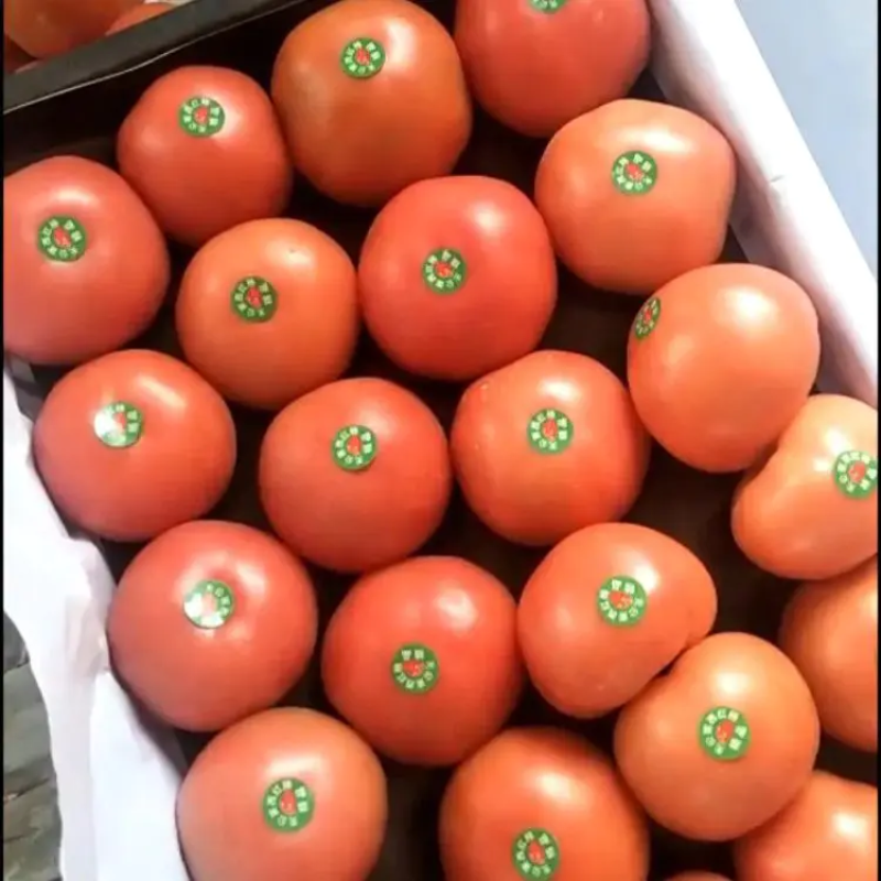 精品硬粉西红柿产地直发品质保证一手货源欢迎联