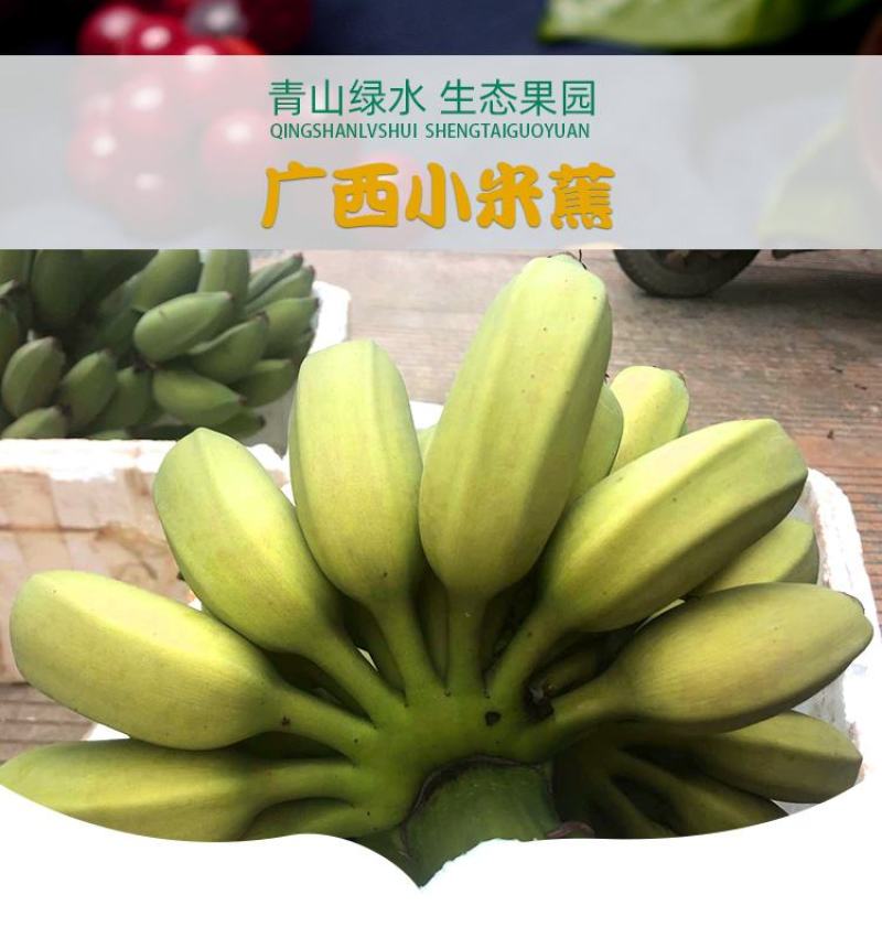 广西小米蕉农家自种小米蕉现摘发货软糯香甜一件代发