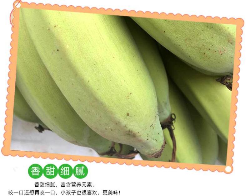 广西小米蕉农家自种小米蕉现摘发货软糯香甜一件代发
