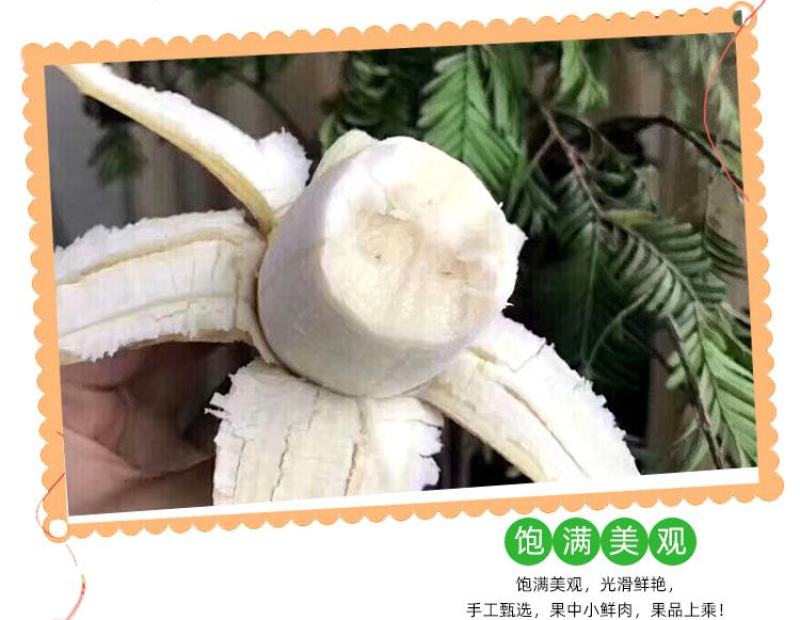 广西小米蕉农家自种小米蕉现摘发货软糯香甜一件代发