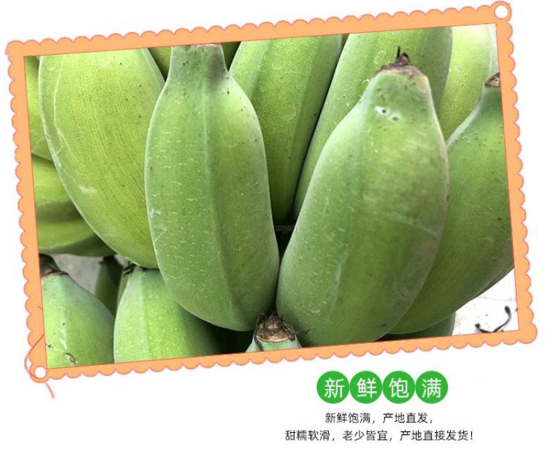 广西小米蕉农家自种小米蕉现摘发货软糯香甜一件代发