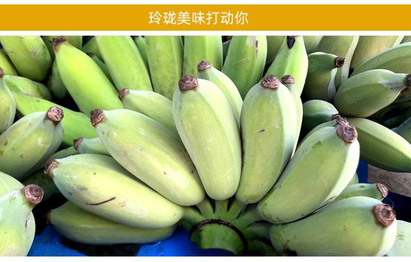 广西小米蕉农家自种小米蕉现摘发货软糯香甜一件代发