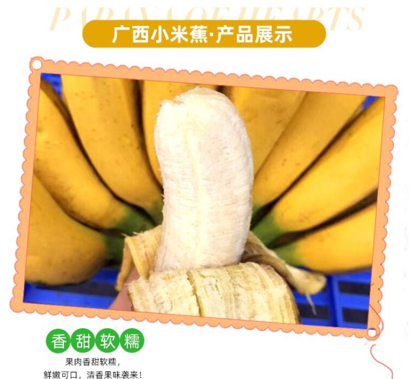 广西小米蕉农家自种小米蕉现摘发货软糯香甜一件代发