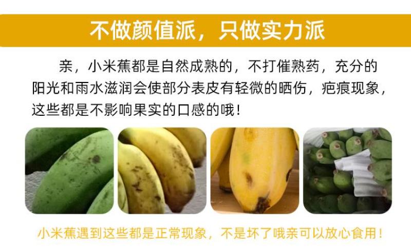 广西小米蕉农家自种小米蕉现摘发货软糯香甜一件代发