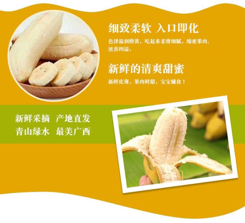 广西小米蕉农家自种小米蕉现摘发货软糯香甜一件代发