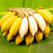 广西小米蕉农家自种小米蕉现摘发货软糯香甜一件