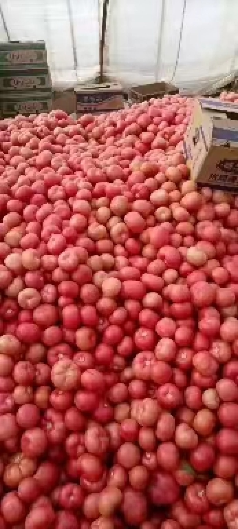宁夏精品硬粉西红柿品质保证量大从优欢迎各位