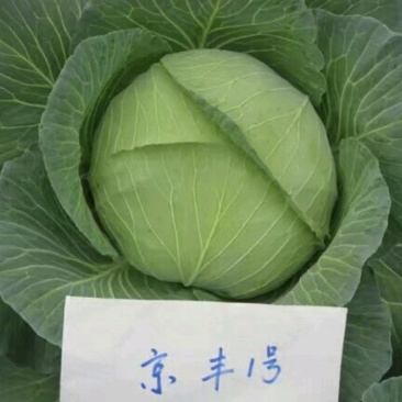 京丰一号包菜种子甘蓝种子莲花白种子圆白菜种子京丰莲白种子