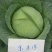 京丰一号包菜种子甘蓝种子莲花白种子圆白菜种子京丰莲白种子