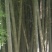 贵州省从江县深山楠竹三年以上竹子可以破竹加工