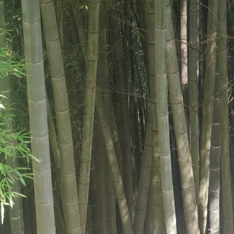 贵州省从江县深山楠竹三年以上竹子可以破竹加工