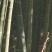 贵州省从江县深山楠竹三年以上竹子可以破竹加工