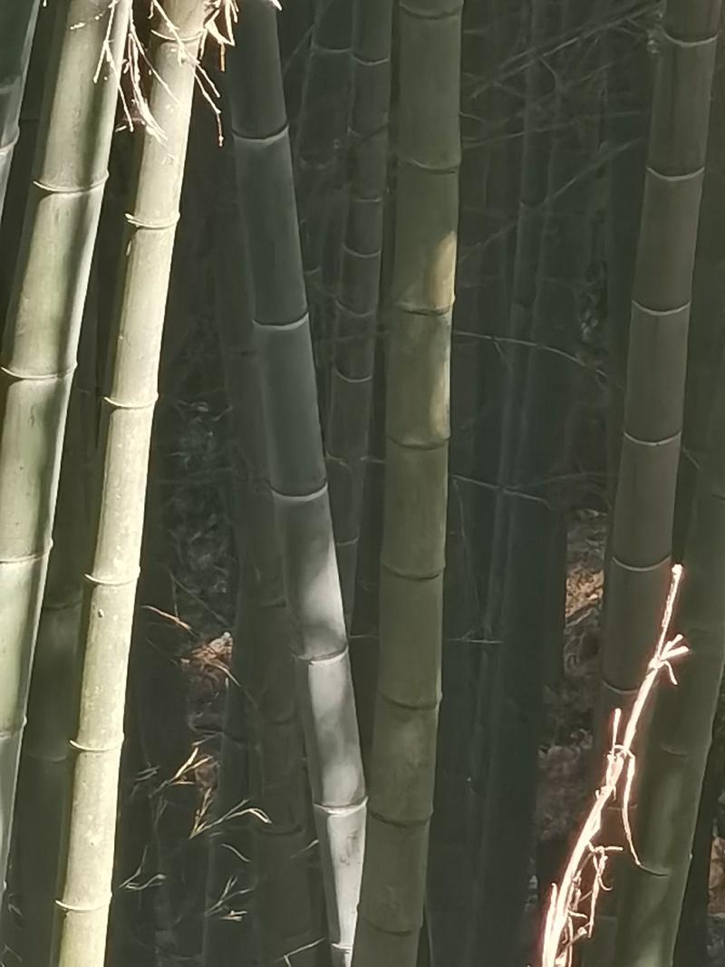 贵州省从江县深山楠竹三年以上竹子可以破竹加工