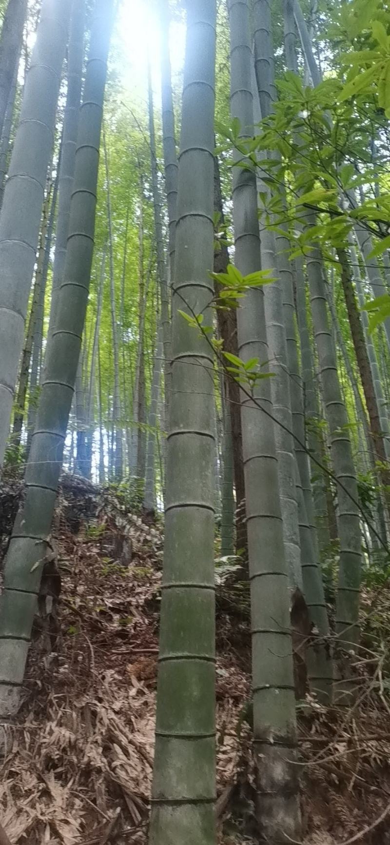贵州省从江县深山楠竹三年以上竹子可以破竹加工