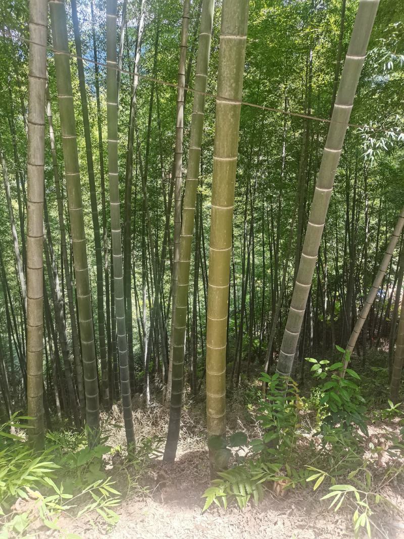 贵州省从江县深山楠竹三年以上竹子可以破竹加工