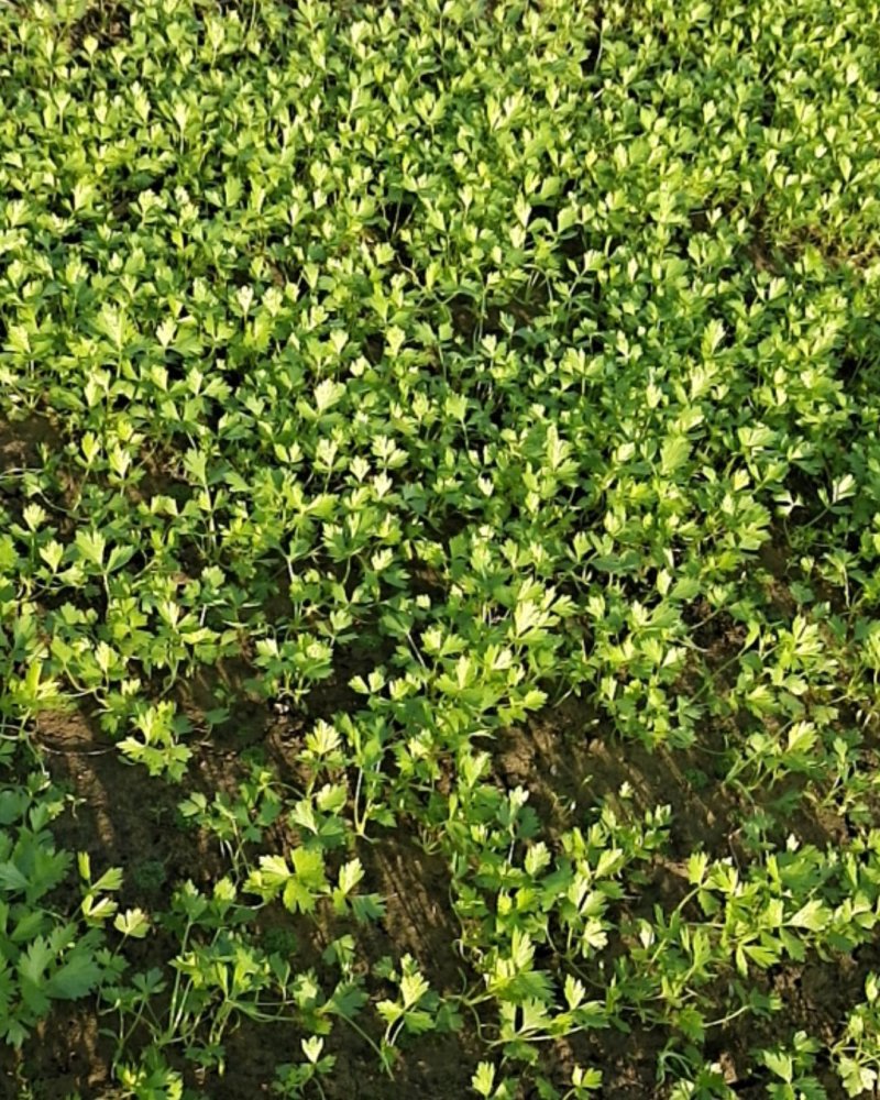 圣皇芹菜苗大量上市价格优惠品质保证货源充足