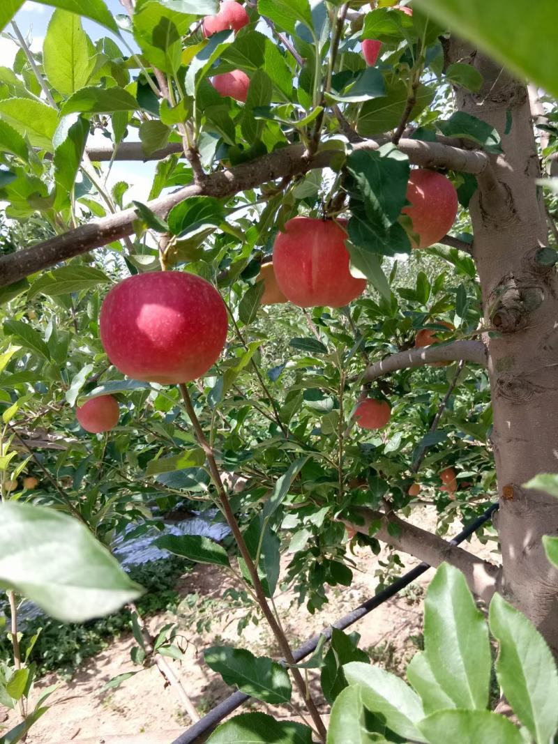 精选甘肃高原大西北嘎啦苹果现在大量上市中