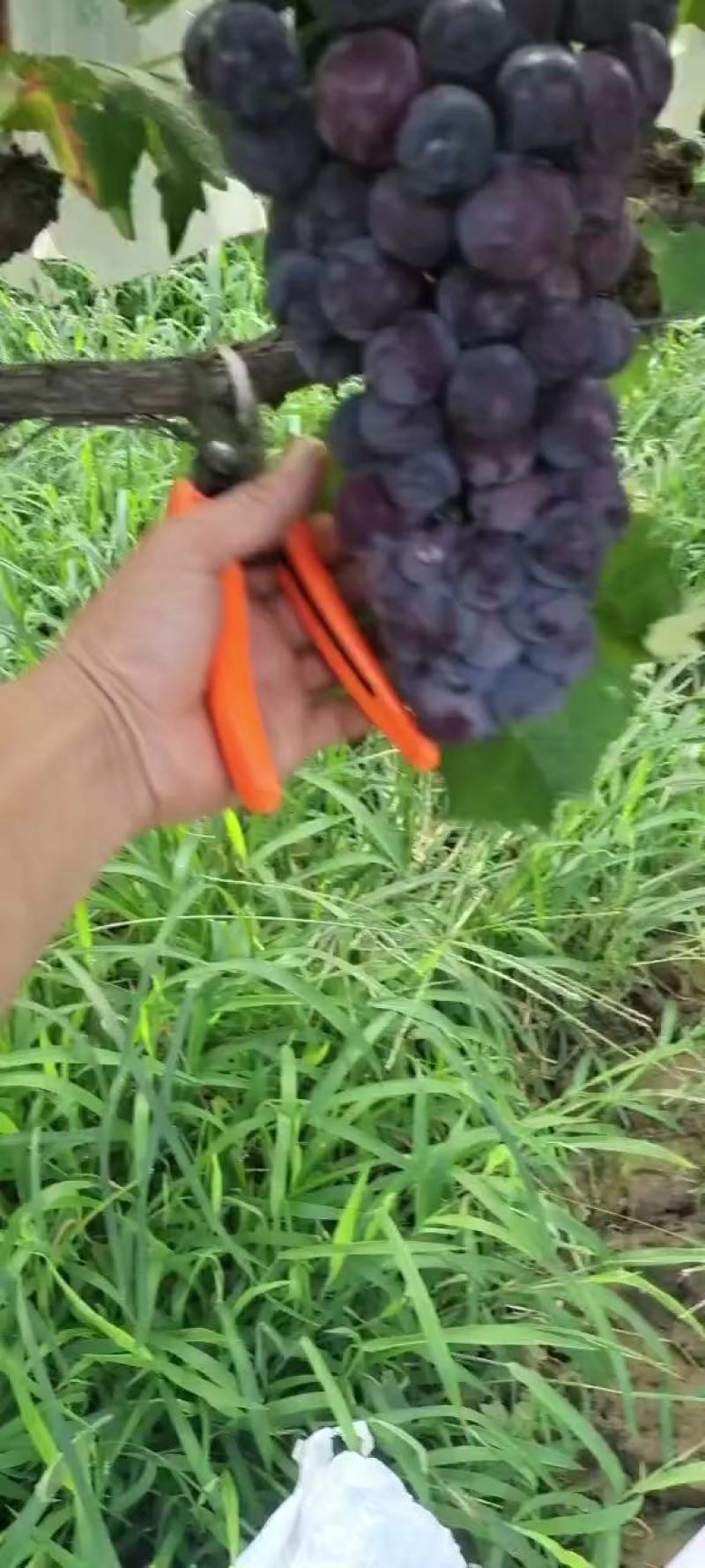 本地，露天，精品葡萄，户太八号葡萄！抓型紧揍，颗粒均匀饱