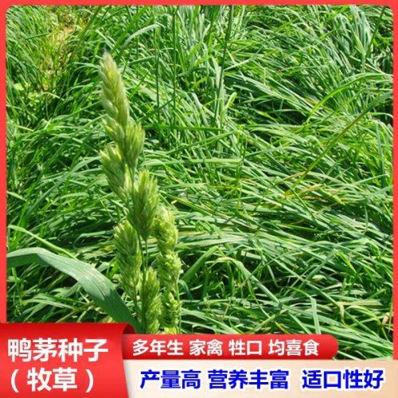 鸭茅草种子多年生牧草种子耐寒耐热养殖牛羊鹅兔鱼鸡牧草