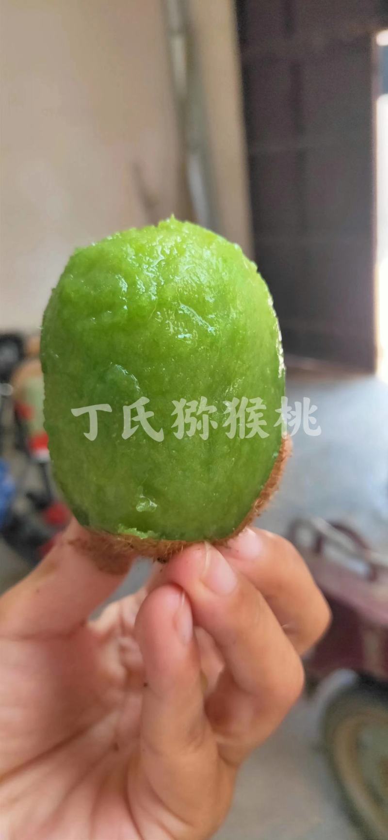 徐香猕猴桃果园，大量上市，大量批发，欢迎各位老板参观采购