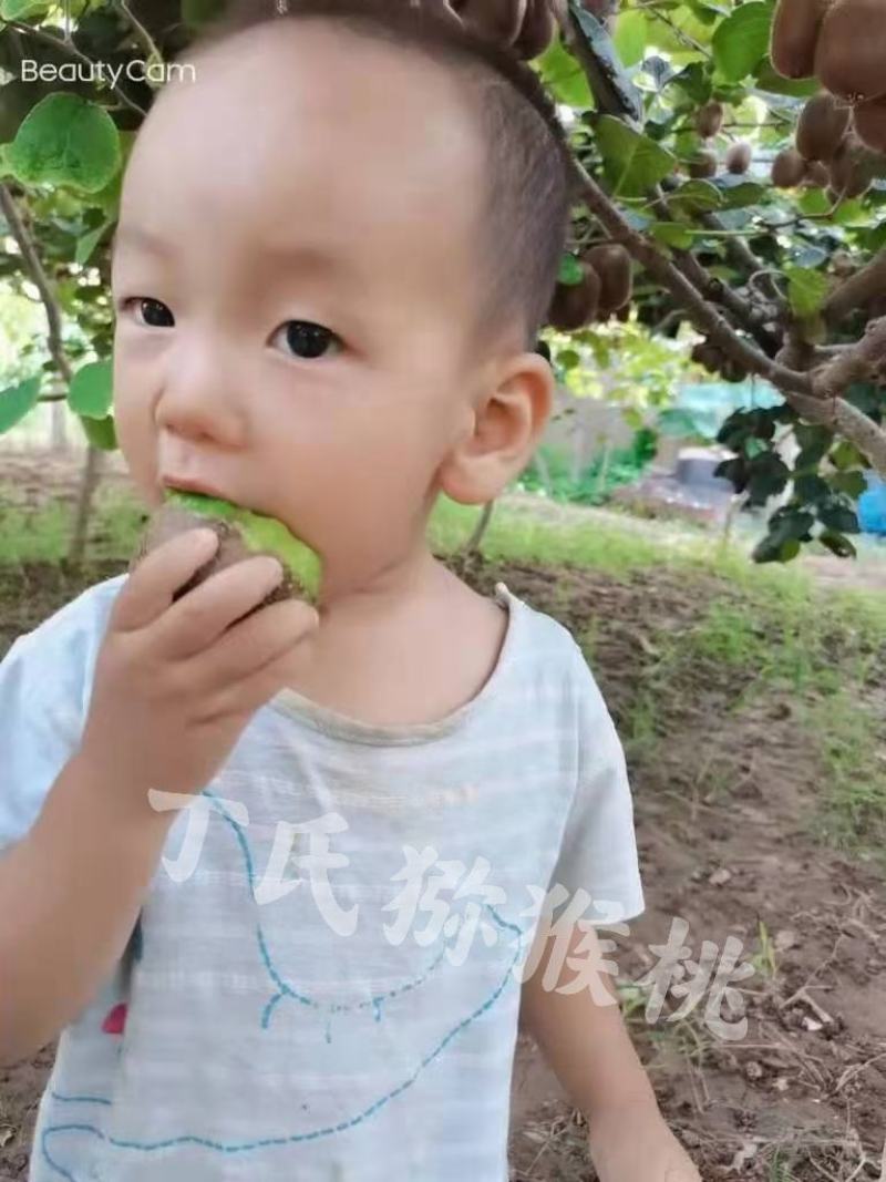徐香猕猴桃果园，大量上市，大量批发，欢迎各位老板参观采购