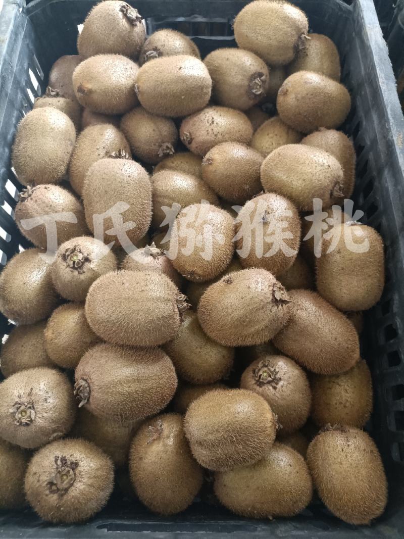 徐香猕猴桃果园，大量上市，大量批发，欢迎各位老板参观采购