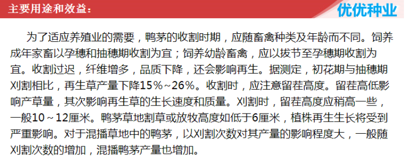 鸭茅草种子多年生牧草种子耐寒耐热养殖牛羊鹅兔鱼鸡牧草