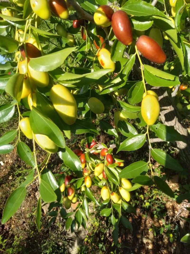 山地马牙枣，嘎嘎甜嘎嘎脆，干代办10多年经验，