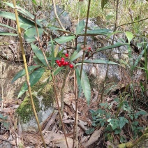 富贵籽朱砂根