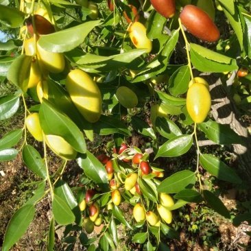 山地马牙枣，嘎嘎甜嘎嘎脆，干代办10多年经验，