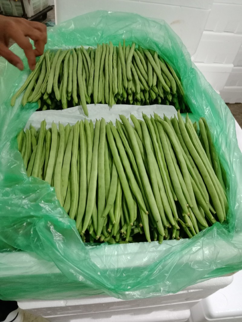 架豆王，云南小金豆，适应各种规格各种包装，产地一手货。
