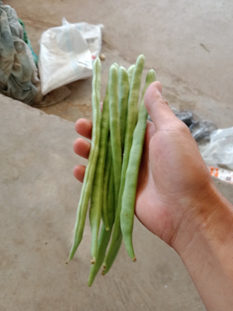架豆王，云南小金豆，适应各种规格各种包装，产地一手货。