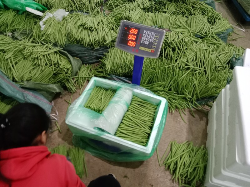 架豆王，云南小金豆，适应各种规格各种包装，产地一手货。