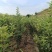 本苗圃基地直销，秦阳苹果苗20000株