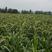 生态黄小米源头厂家，农家黄小米不打农药不施化肥，高端食材