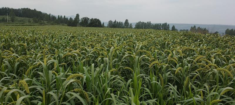生态黄小米源头厂家，农家黄小米不打农药不施化肥，高端食材