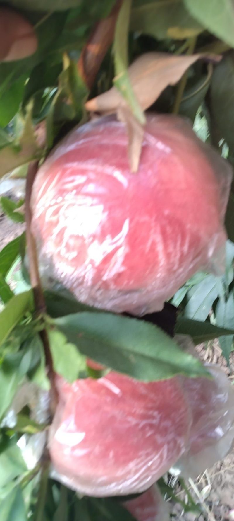 精品优质纸袋阿富白桃季节硬桃