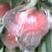 精品优质纸袋阿富白桃季节硬桃