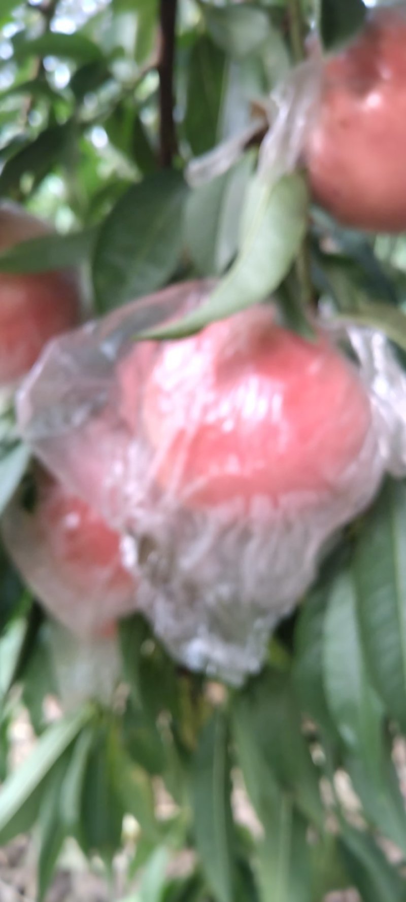 精品优质纸袋阿富白桃季节硬桃
