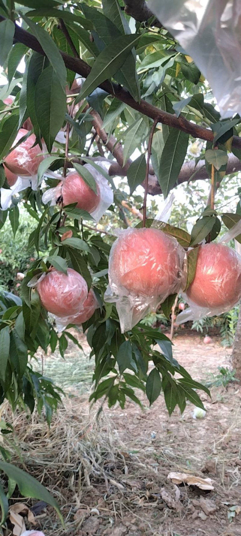 精品优质纸袋阿富白桃季节硬桃