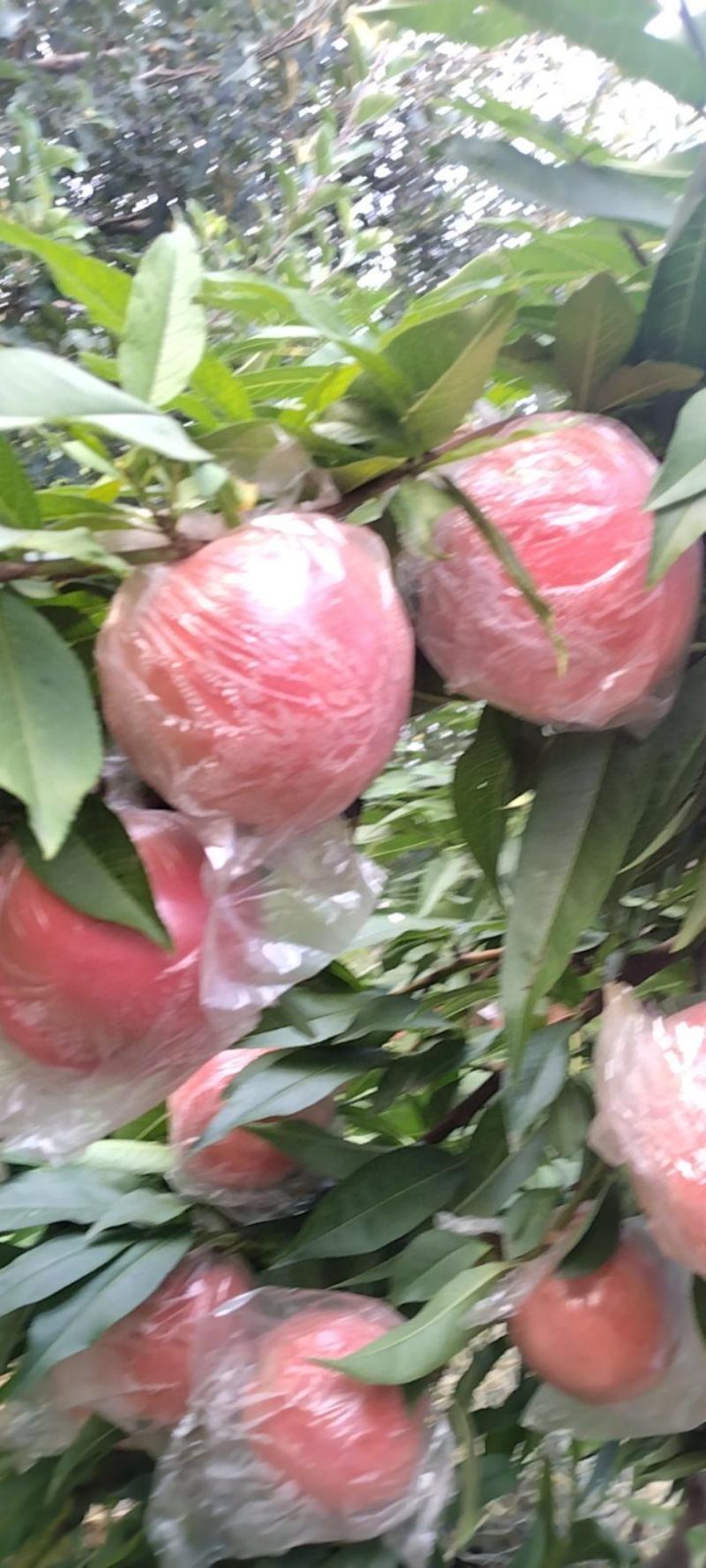 精品优质纸袋阿富白桃季节硬桃