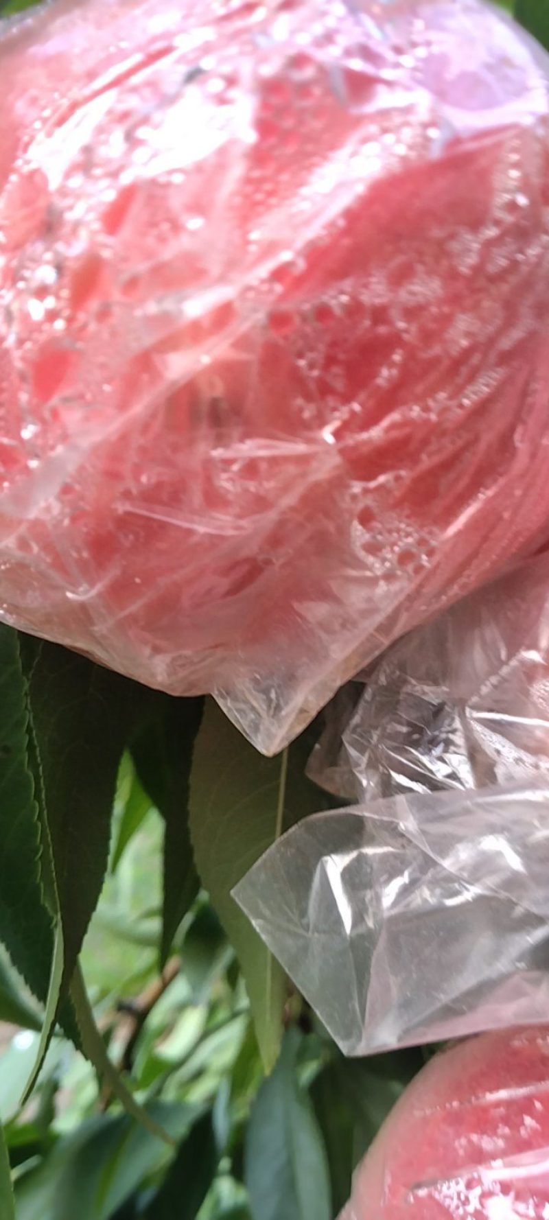 精品优质纸袋阿富白桃季节硬桃
