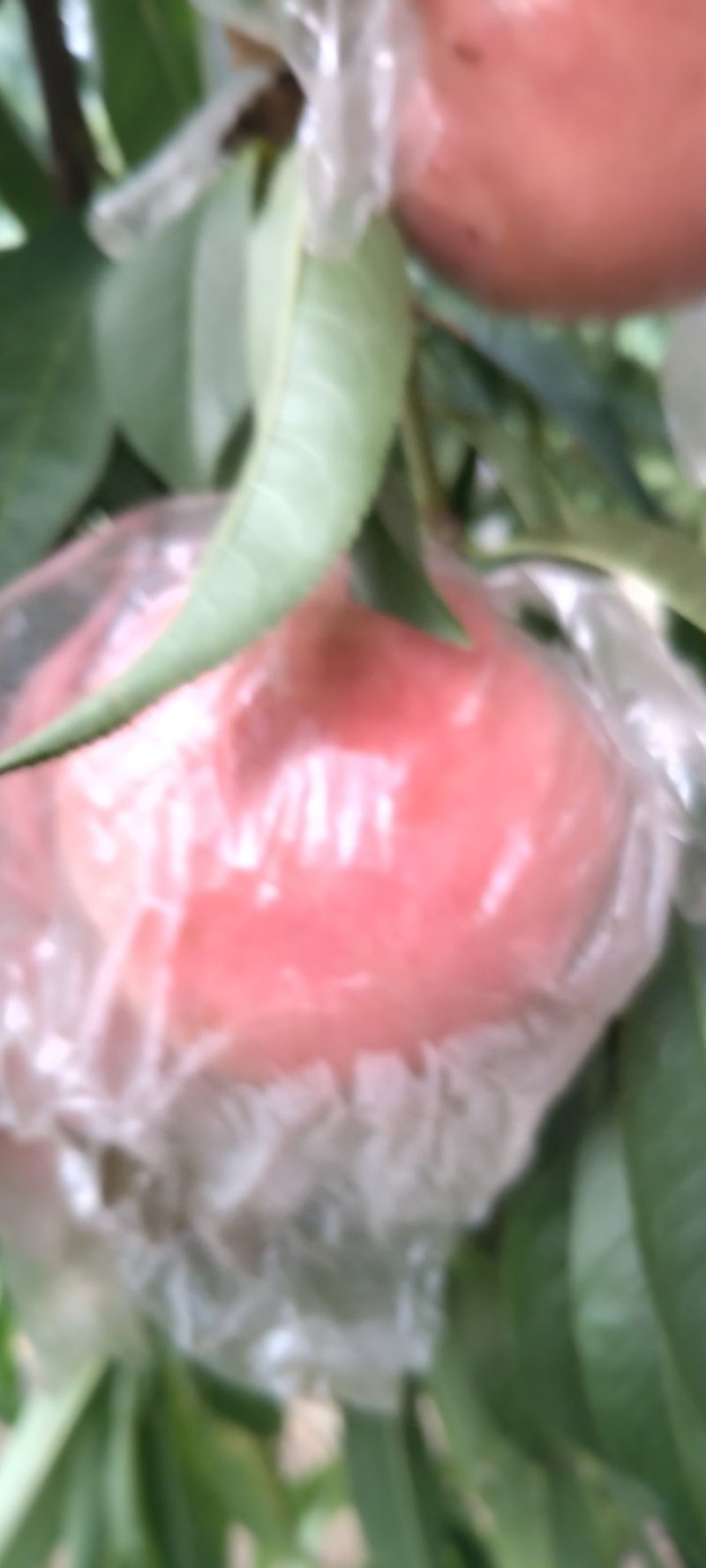 精品优质纸袋阿富白桃季节硬桃