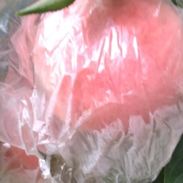 精品优质纸袋阿富白桃季节硬桃