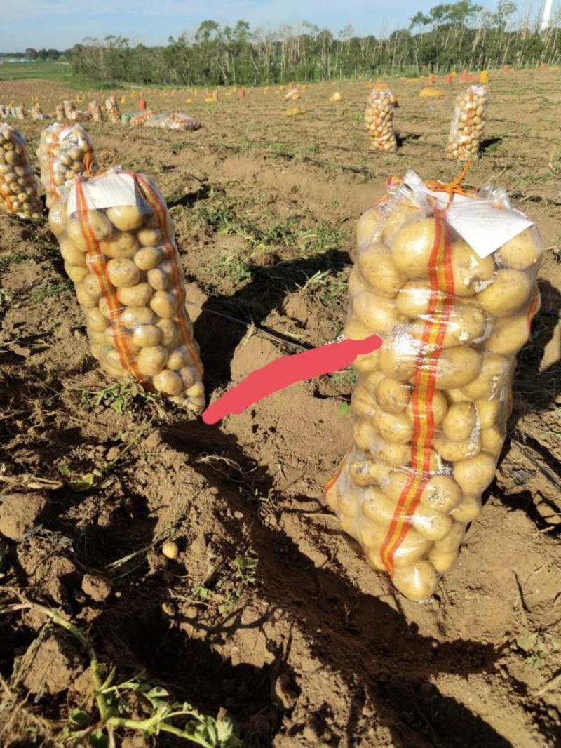 精品土豆-品种齐全-量大从优-商超电商-产地直发