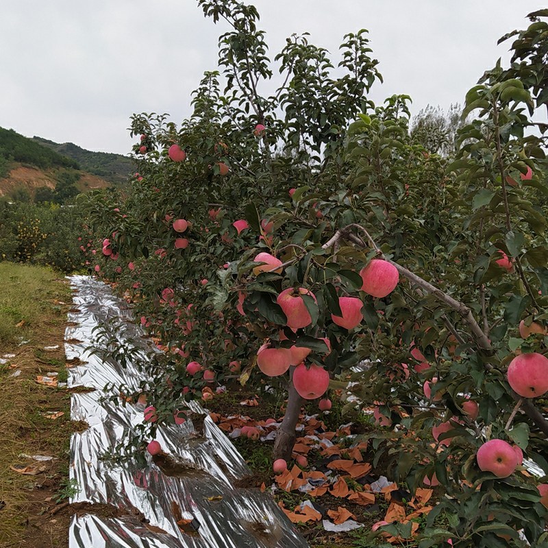 辽宁绥中嘎啦苹果主产区，早熟嘎啦苹果，红嘎啦苹果精品货源